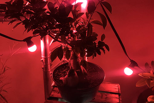 Guirlande Couleur Unie Rouge